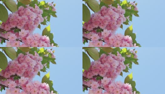 蓝天春日，樱花树上绽开粉红色的花朵，妇女节快乐高清在线视频素材下载