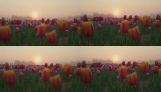 风景如画的春花公园在日出。晨雾中的花园高清在线视频素材下载