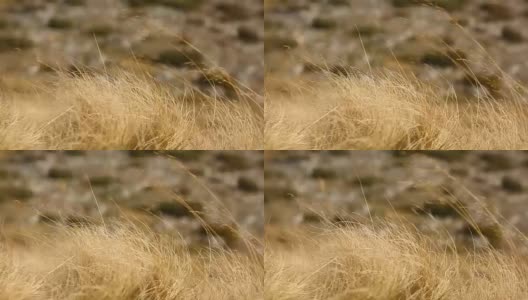 风吹干草的特写视频。宏观的画面。景深。模糊的背景，干草场。高清在线视频素材下载