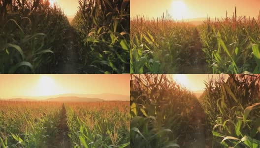 玉米农场。高清在线视频素材下载
