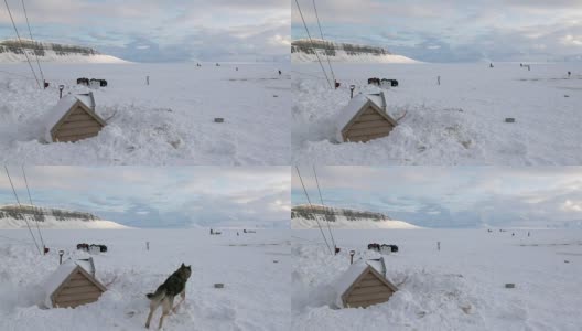 雪橇犬队爱斯基摩雪橇犬休息在北极冰川的背景上。高清在线视频素材下载