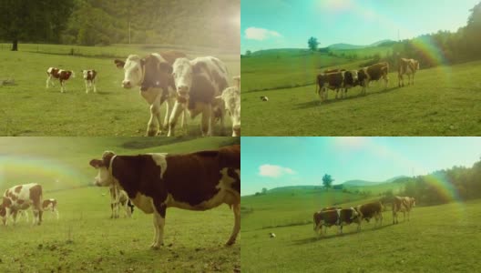 牛在走，在绿色的草地上吃草。几个不同视角的镜头。高清在线视频素材下载