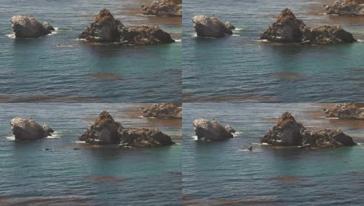 鲸鱼在大海岸高清在线视频素材下载