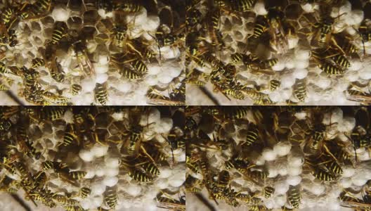 有许多黄蜂和幼虫的大斑羚高清在线视频素材下载