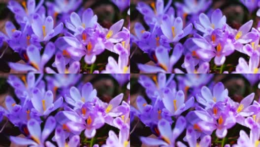 森林里铺满了春天的紫色花朵高清在线视频素材下载
