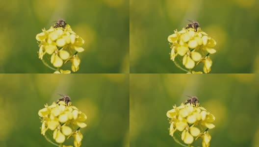 蜜蜂从芥菜花蜜中采集花蜜的慢动作。高清在线视频素材下载