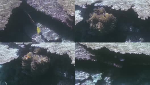 水下珊瑚礁景观。马尔代夫。高清在线视频素材下载