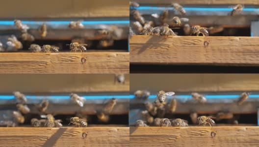 养蜂场的慢动作录像。一群蜜蜂飞进蜂房采集花粉和蜂蜜。养蜂概念蜜蜂农业。蜂群和生活方式围绕飞行他们的蜂箱高清在线视频素材下载