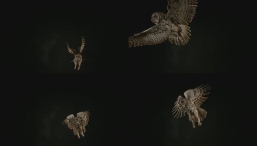 欧亚褐鸮，黑纹鸮，成年飞行，诺曼底，4K慢镜头高清在线视频素材下载
