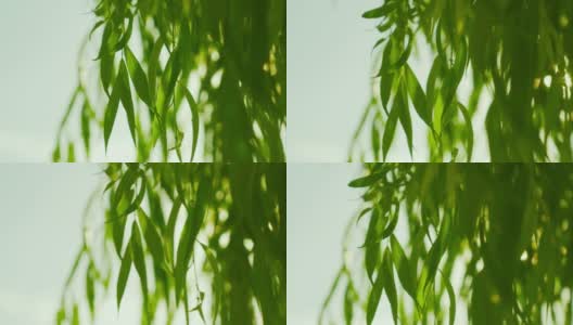 一根垂柳的绿叶树枝。风扫过树叶。阳光穿过枝叶高清在线视频素材下载
