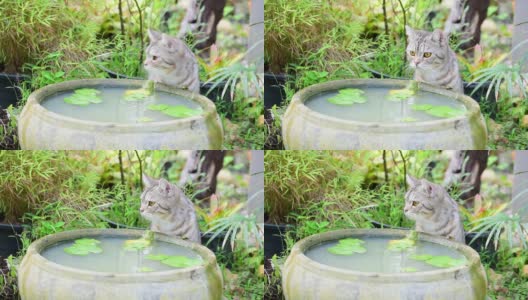 可爱的虎斑猫，有着美丽的黄眼睛，在绿色花园的莲花陶土盆喝水高清在线视频素材下载