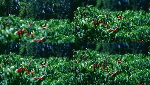 风吹动着灌木上红绿相间的辣椒果实高清在线视频素材下载