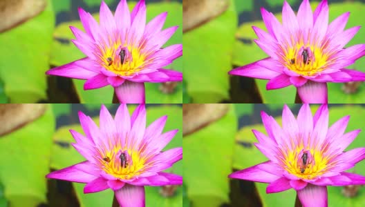 蜜蜂在池塘里盛开的粉红色荷花的花粉上找到了甜蜜高清在线视频素材下载