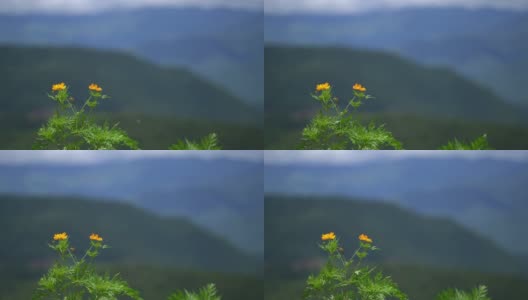 墨西哥紫菀或宇宙花在多风的山区背景高清在线视频素材下载