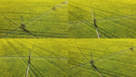 油菜花田间灌溉系统研究背景。高清在线视频素材下载