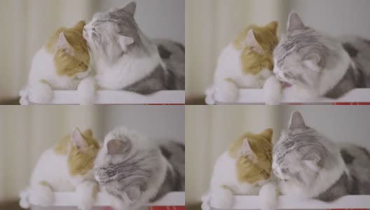 两只虎斑猫在慢动作梳理高清在线视频素材下载