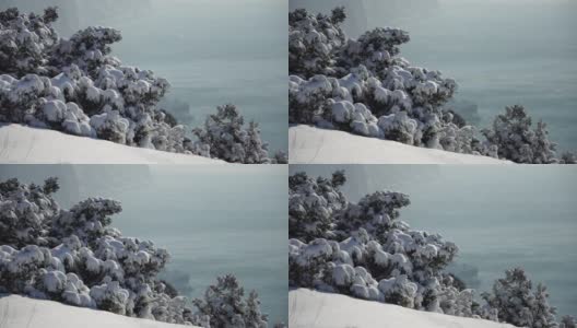 雪和冰下的杜松树枝和球果，在阴天下雪天。雪后霜冻的冬天。大自然永无止境的美丽。雪下的杜松子高清在线视频素材下载