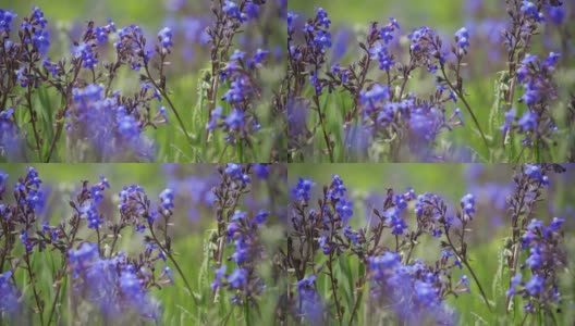 蓝色的野花。风吹香花。高清在线视频素材下载