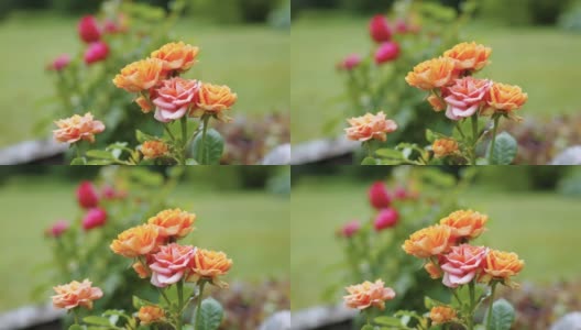 爱沙尼亚，屋外花园中摇曳的玫瑰高清在线视频素材下载