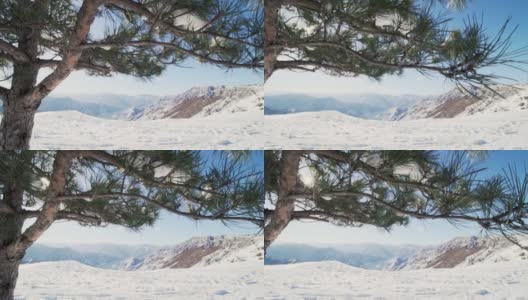 在一棵松树下从左到右移动，欣赏冬季景观。远处的湖高清在线视频素材下载