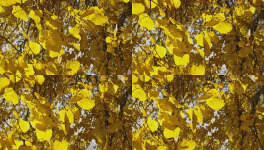 在爱沙尼亚，阳光照射在小叶椴树的叶子上高清在线视频素材下载