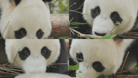 大熊猫(Ailuropoda melanoleuca)也被称为熊猫或简单的熊猫，是一种原产于中国中南部的熊。高清在线视频素材下载