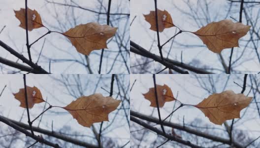 冬天光秃秃的树枝上的孤独的黄叶高清在线视频素材下载