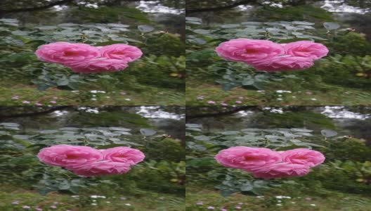 粉红玫瑰绽放的短视频高清在线视频素材下载