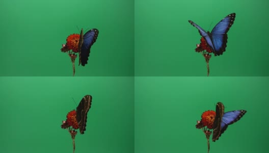 红色花朵上的蓝色大闪蝶高清在线视频素材下载