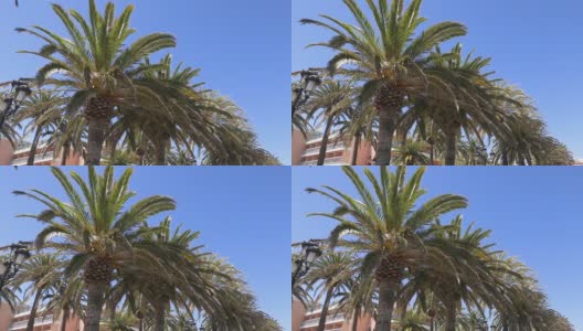 西班牙普通街道上的棕榈树高清在线视频素材下载