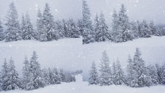 树枝上美丽的蓬松的雪。雪花从云杉树枝上美丽地飘落下来。冬天的童话，树在雪中囚禁。冬天下雪的录像高清在线视频素材下载