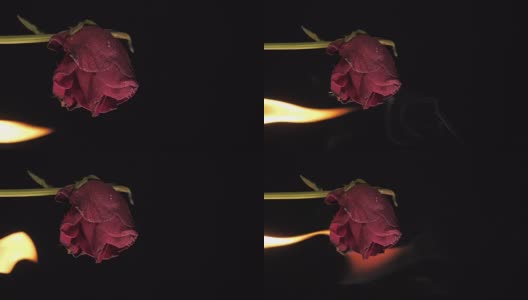黑暗的房间里那湿漉漉的红玫瑰花瓣。浪漫的概念高清在线视频素材下载