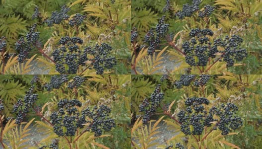 长莓丛，成熟的长莓特写镜头。高清在线视频素材下载