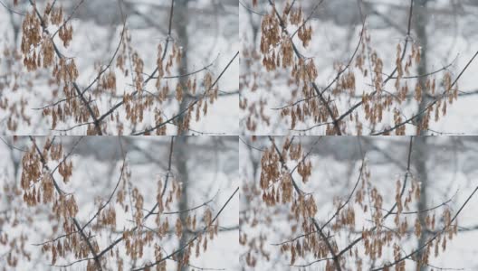 干燥的白蜡树(白蜡树)种子上的嫩枝上覆盖着雪，背景是模糊的蓝色。冰雪覆盖的白蜡树的种子在冬天的雪中凝固。冬天冰雪覆盖的城市公园。雪花飘落高清在线视频素材下载