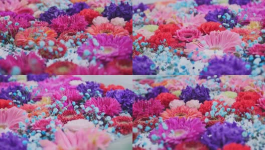 多色美丽花朵的全景拍摄高清在线视频素材下载