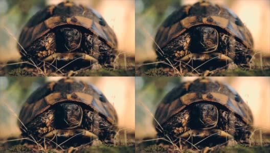 太可爱的乌龟，靠近点高清在线视频素材下载