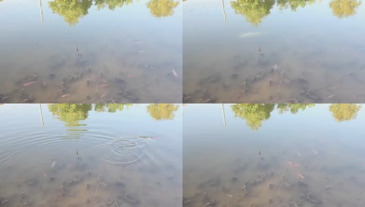 鲤鱼在湖里游水高清在线视频素材下载
