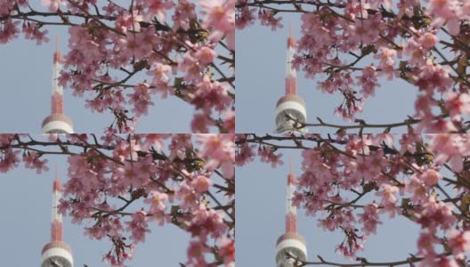 樱花和东京塔。高清在线视频素材下载