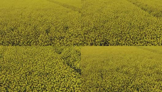 在瑞典的油菜籽田上空飞行。高清在线视频素材下载