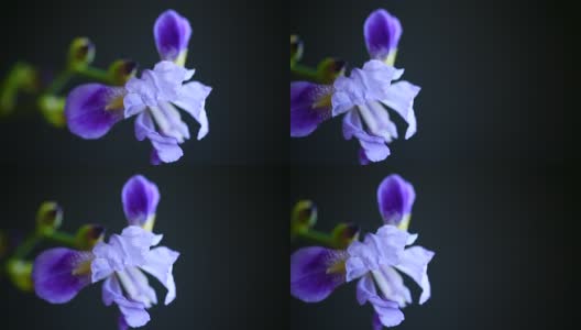 美丽的紫蝴蝶花高清在线视频素材下载