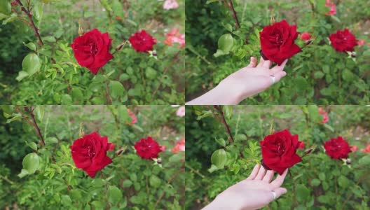 一位女士的手轻轻地触摸着花坛上的一朵红玫瑰高清在线视频素材下载