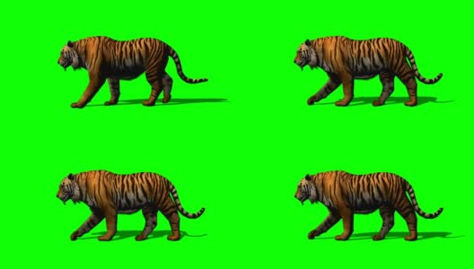 老虎在绿色的屏幕上行走高清在线视频素材下载