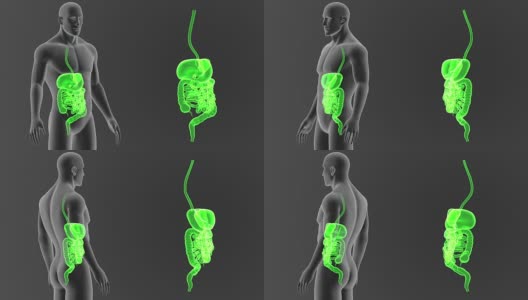消化系统与身体一起放大高清在线视频素材下载