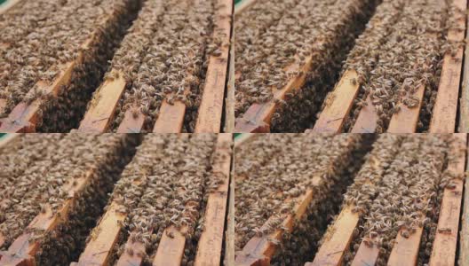 蜜蜂正从开放的蜂房中飞出来高清在线视频素材下载