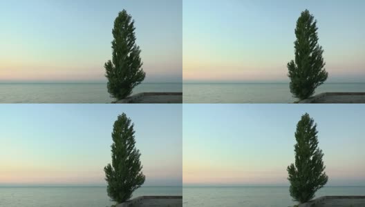白杨树映衬着黎明前的天空和大海高清在线视频素材下载