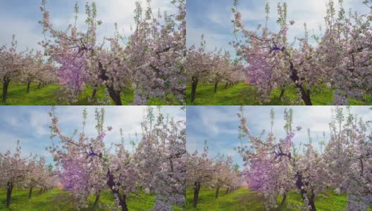 苹果园开花，延时滑块高清在线视频素材下载