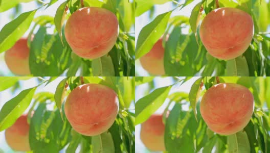 桃园里成熟的桃子。高清在线视频素材下载