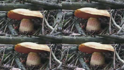 大的棕色蘑菇生长在森林里。在森林里采摘野生蘑菇。高清在线视频素材下载