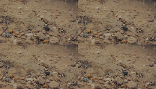 一群黑蚂蚁在泥土上行走的特写镜头高清在线视频素材下载