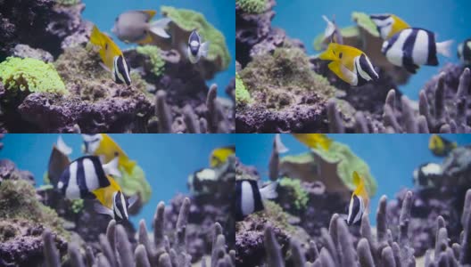 活珊瑚中的热带鱼。高清在线视频素材下载